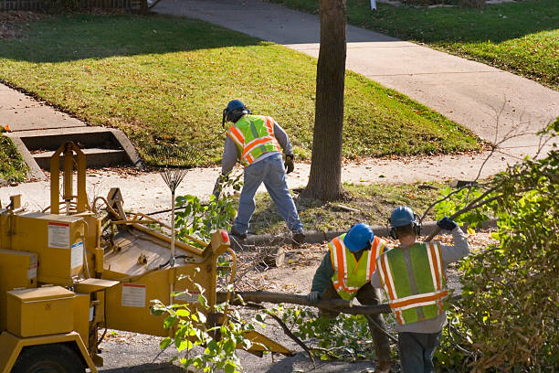 Best Local Tree Services  in Crouch Mesa, NM